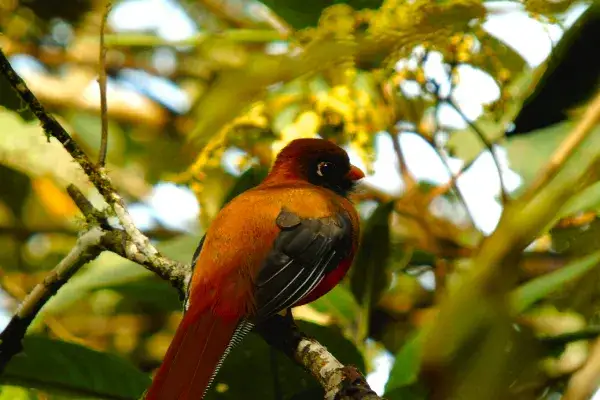 Ecuador bird watching — male Andean cock-of-the-rock at lek site in Mindo cloud forest with 1,600+ species in country