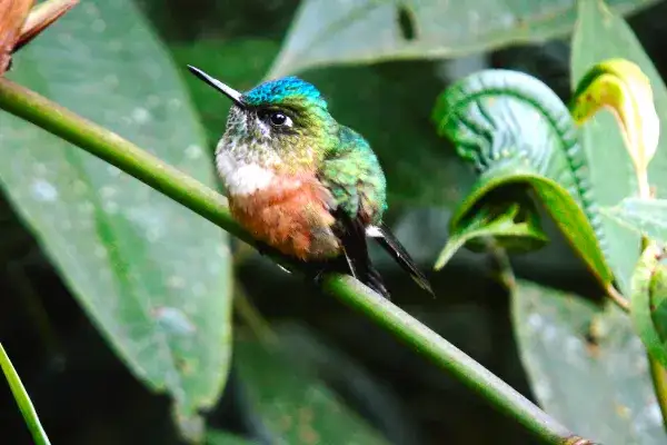 Mindo bird watching