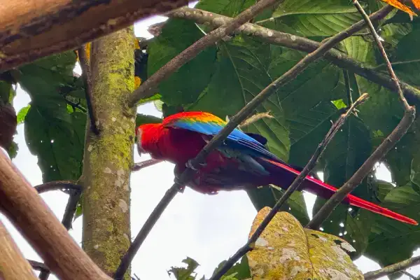 Scarlet Macaw