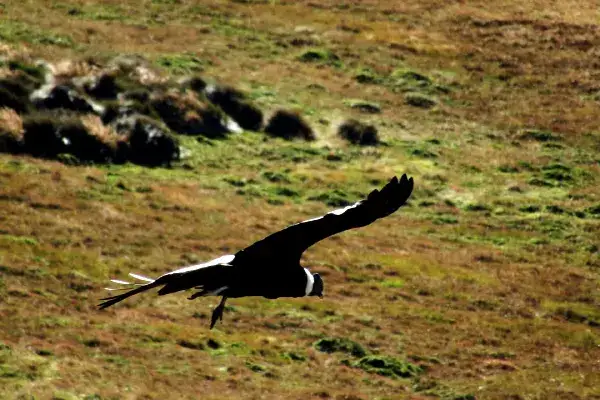 Andean condor