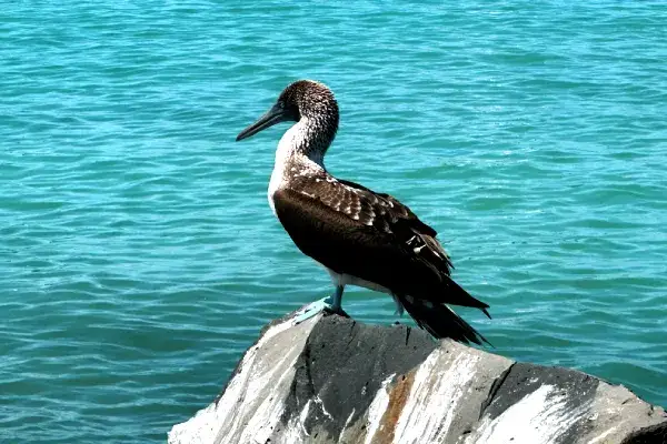 Blue-footed booby