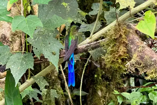 Giant Hummingbird