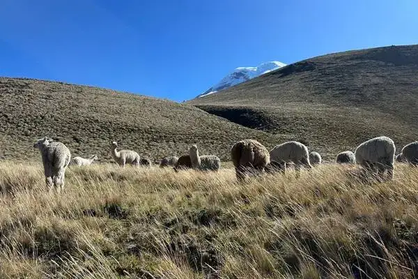 chimborazo national park ecuador