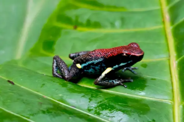 Rainforest wildlife around Tena Ecuador in Napo Province