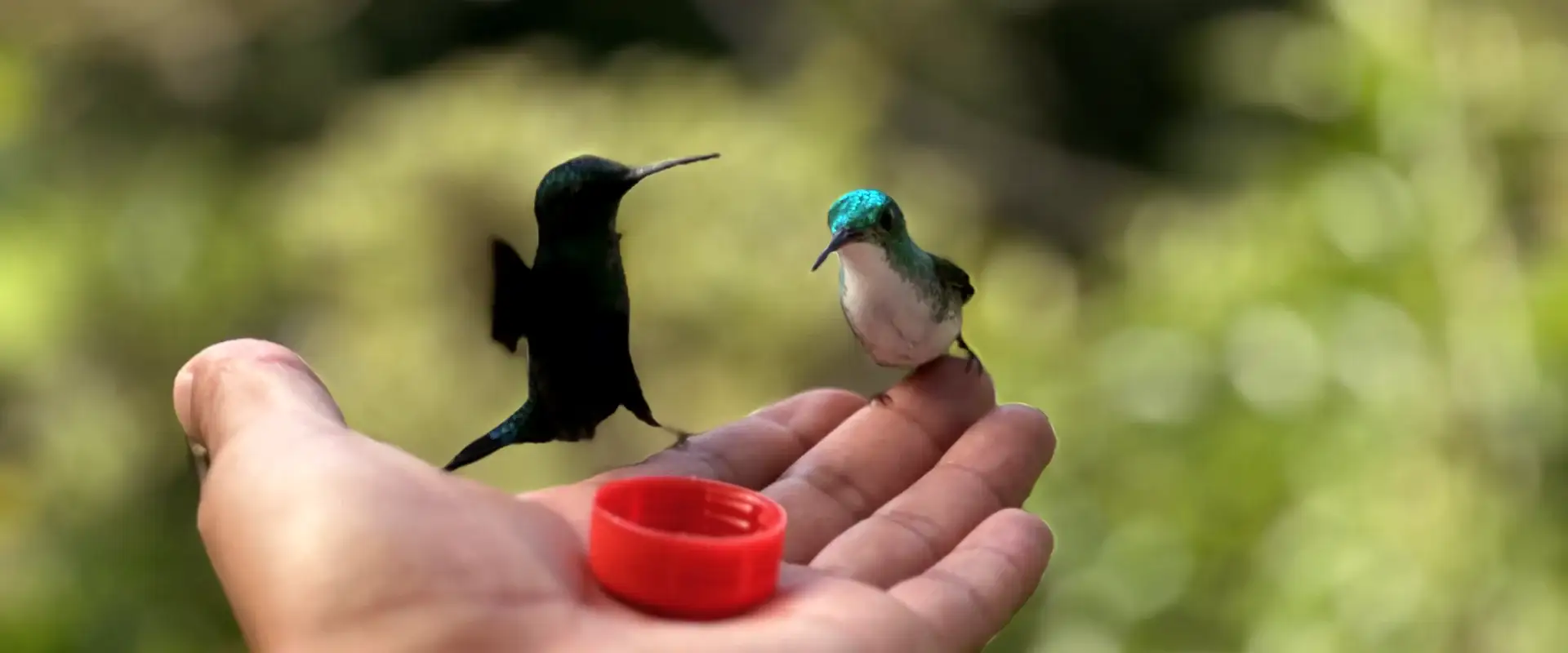 Birding tour ecuador