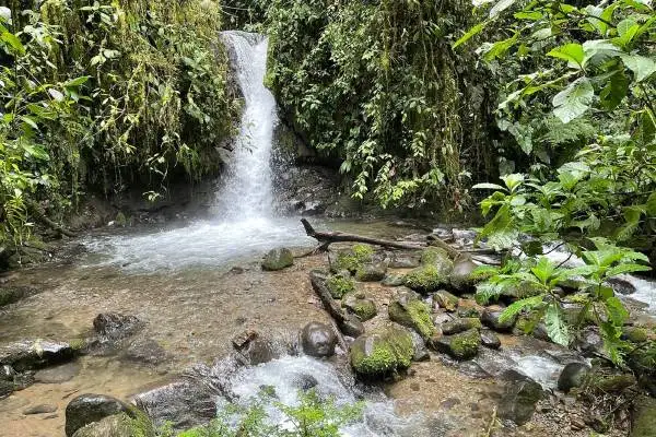 Cascada entre la vegetación del bosque nublado de Mindo