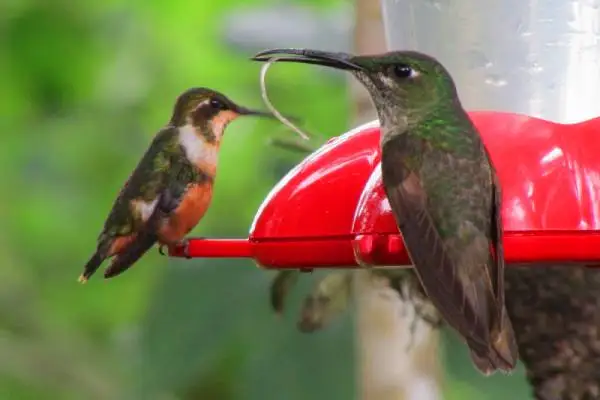 Colibríes de observación de aves en un comedero del bosque nublado de Bellavista