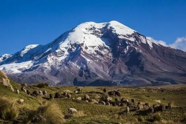 Sheep grazing on the grassy páramo below the snow-capped Volcán Chimborazo