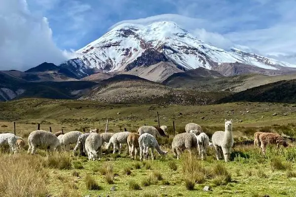 Manada de alpacas pastando en el páramo con el volcán Chimborazo al fondo