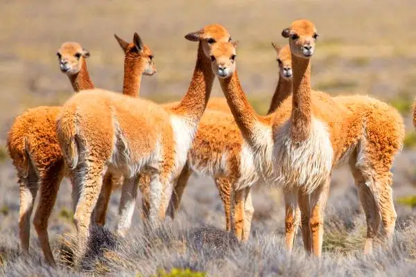 Grupo de vicuñas silvestres en el pajonal seco de la Reserva de Chimborazo