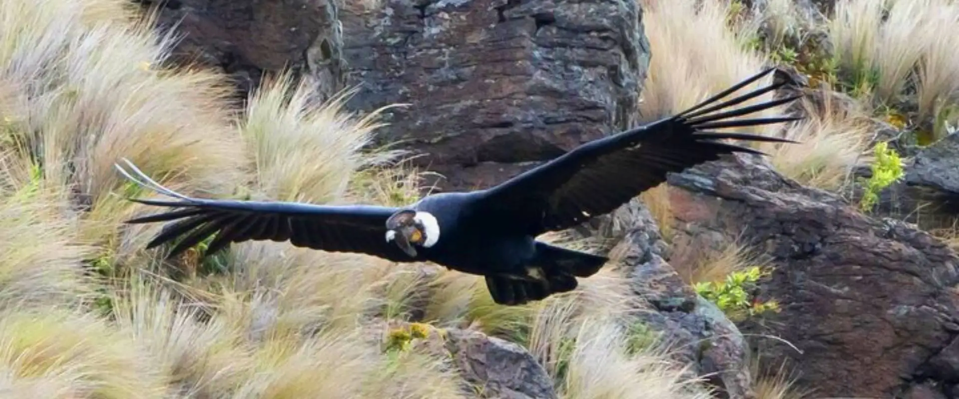Where to See the Andean Condor in Ecuador