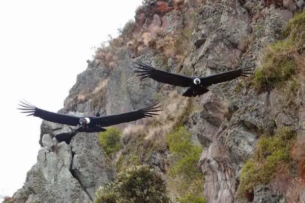 Andean condor wingspan visible against the Ecuadorian sky — adult bird soaring over Antisana with full 10-foot wing extension