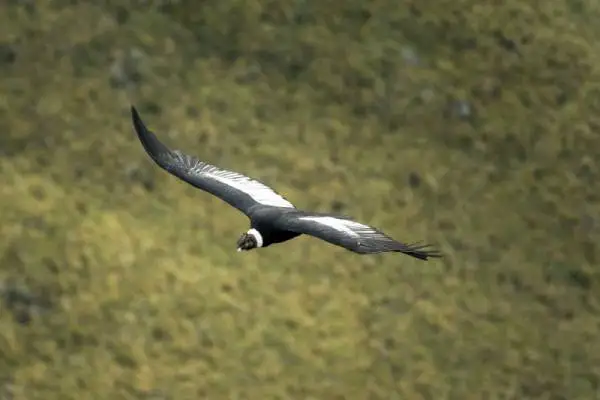 Tambo Condor