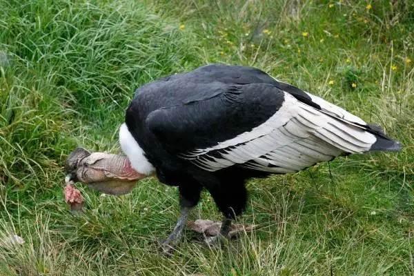 Andean condor with bald pink head feeding on the ground amid grass, white neck ruff and black-and-white wings visible