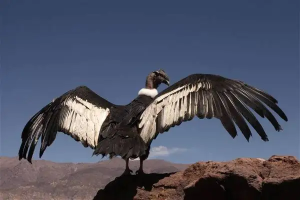 Andean condor perched on a rocky outcrop with wings fully spread against a blue sky and Andean mountains