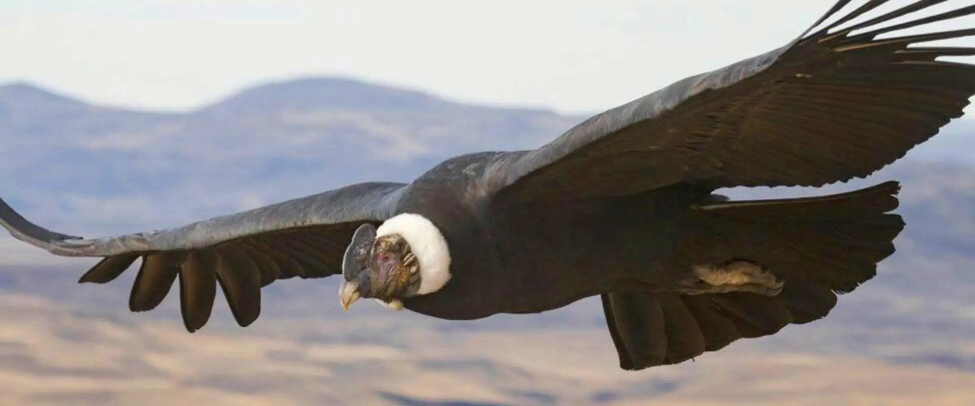 The Andean Condor in Ecuador