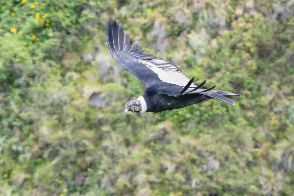 Andean condor in Ecuador soaring over Antisana Ecological Reserve — 10-foot wingspan visible against paramo landscape