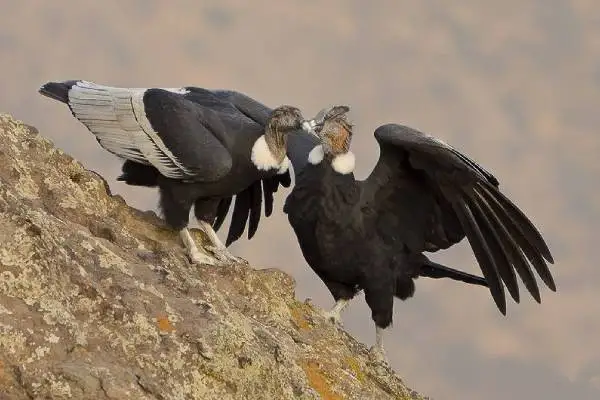 Male and female Andean condor pair perched close together on a rocky cliff edge