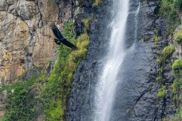 Andean condor gliding past a waterfall on a cliffside in Ecuador