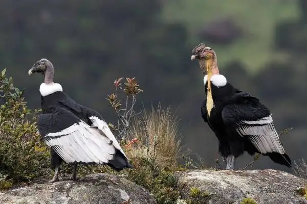 Two Andean condors with white neck ruffs perched on rocks, male's neck skin flushed yellow during courtship