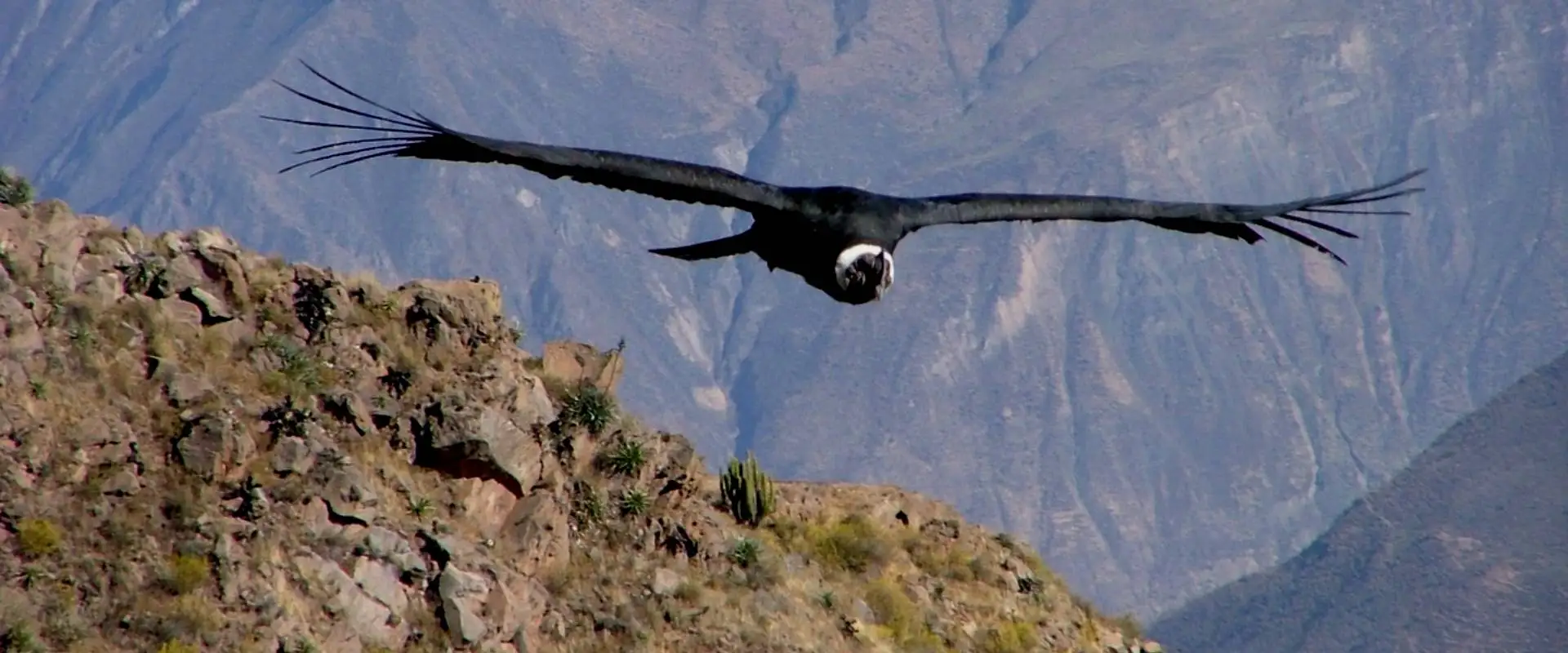 Andean Condor Facts