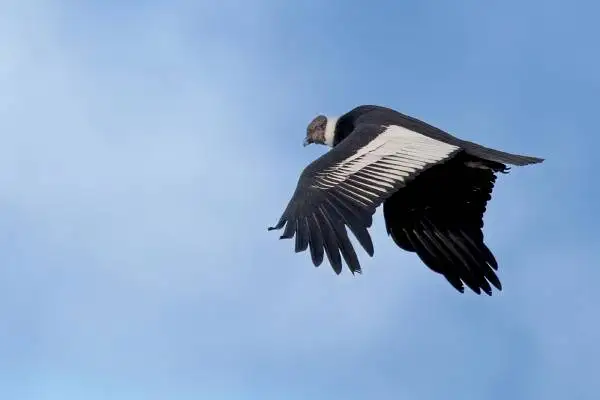 Andean condor facts — adult male soaring over the Ecuadorian Andes with full 10-foot wingspan and white neck ruff