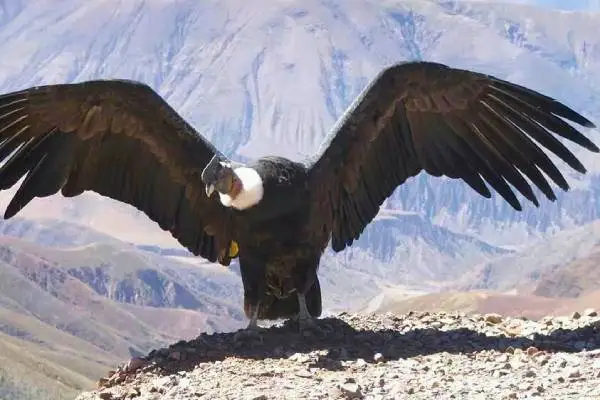The Giant of the Andes