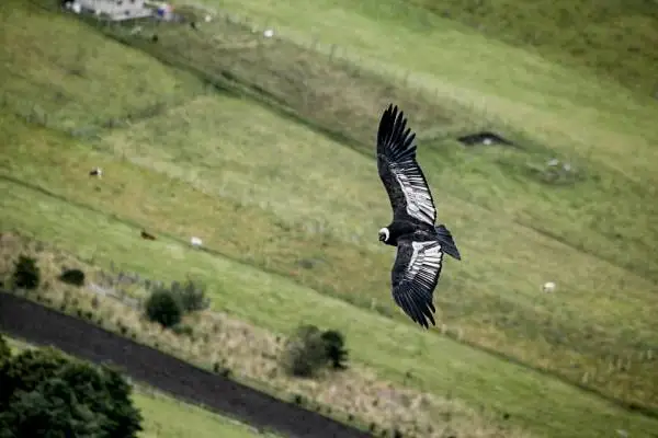 Andean condor gliding low over green Andean hillside pastures with wings fully extended