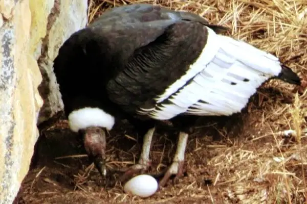One of the Longest-Living Birds in the World