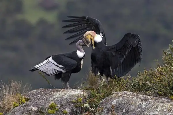 Pair of condors