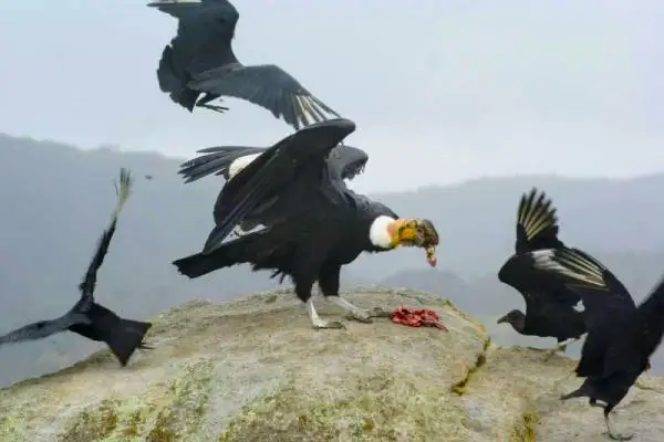 Andean condor feeding on a carcass atop a rock while other condors circle and land nearby