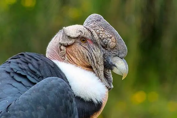 Close-up of an Andean condor's bald head, wattle, and white neck ruff against green foliage