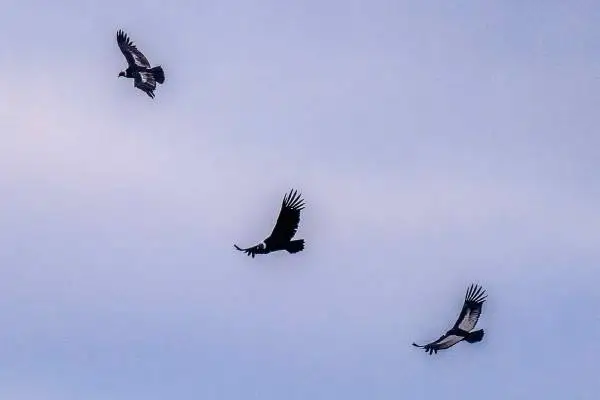 Three Andean condors soaring at different heights against a pale Andean sky