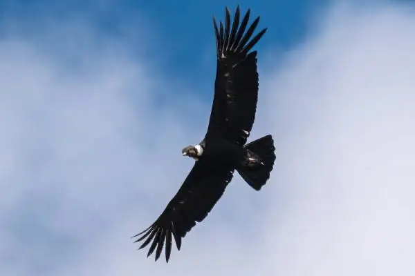 How Many Andean Condors Are Left in Ecuador?