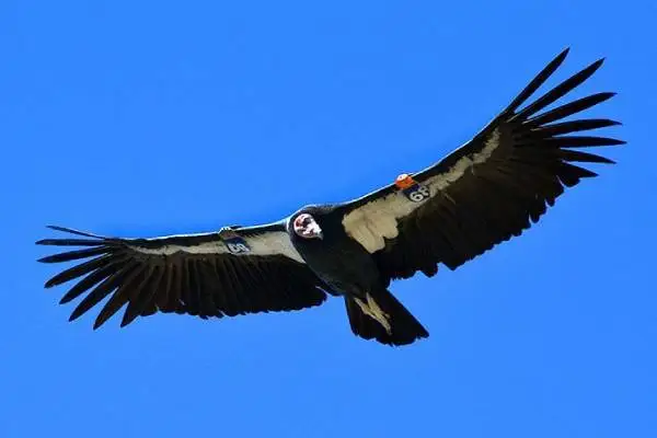 Andean condor habitat in Ecuador — adult bird perched on basalt cliff in Antisana Ecological Reserve paramo