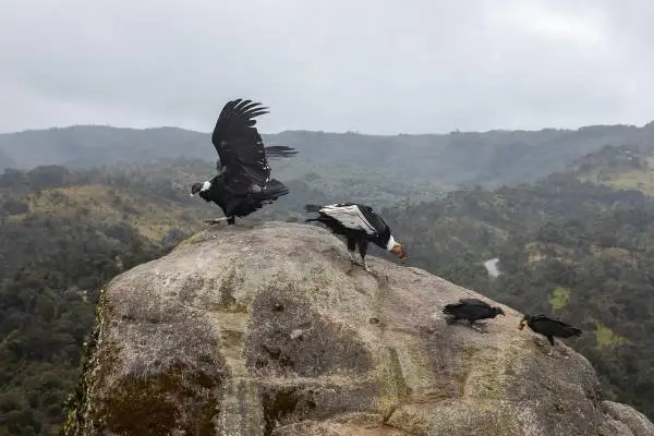 Ecuador’s Andean Condors in Danger