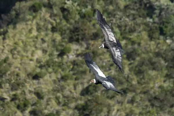 Future of the Andean Condor in Ecuador
