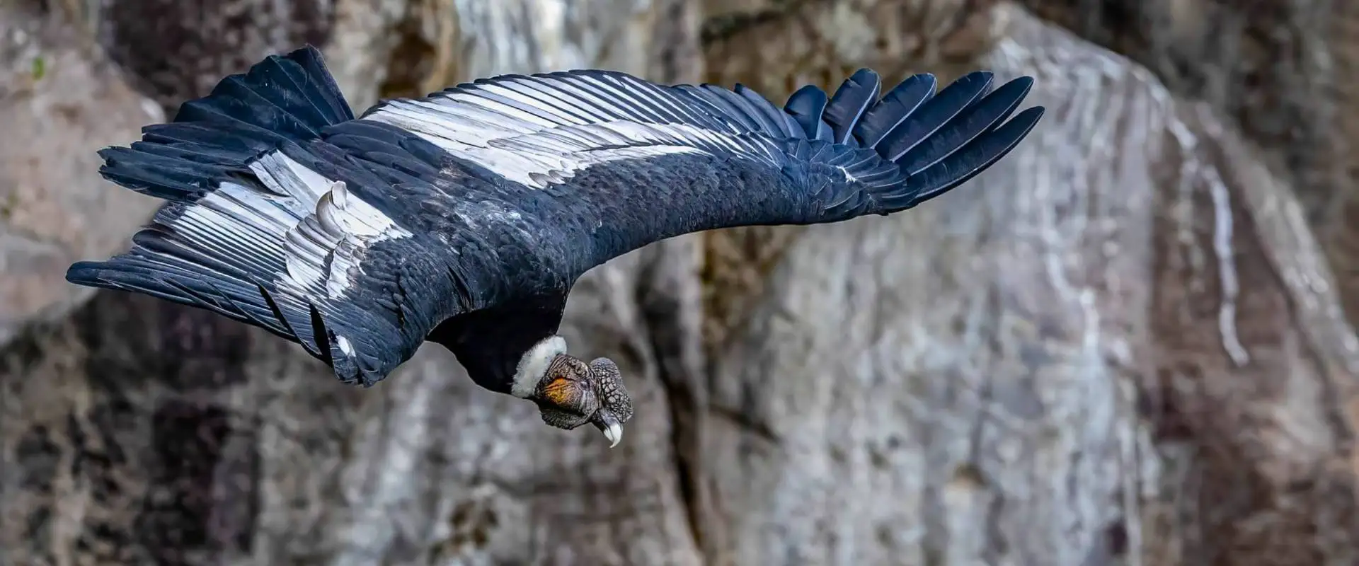 Andean Condor Conservation Ecuador