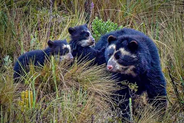 Camino de lastre hacia la Reserva Ecológica Antisana