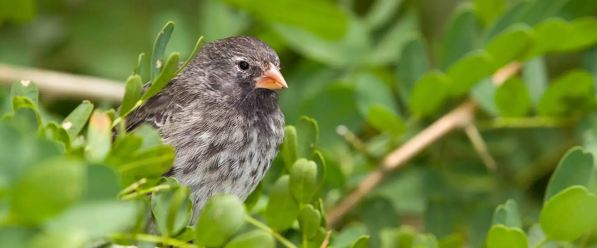 A Darwin's finch perched among green leaves in the Galapagos