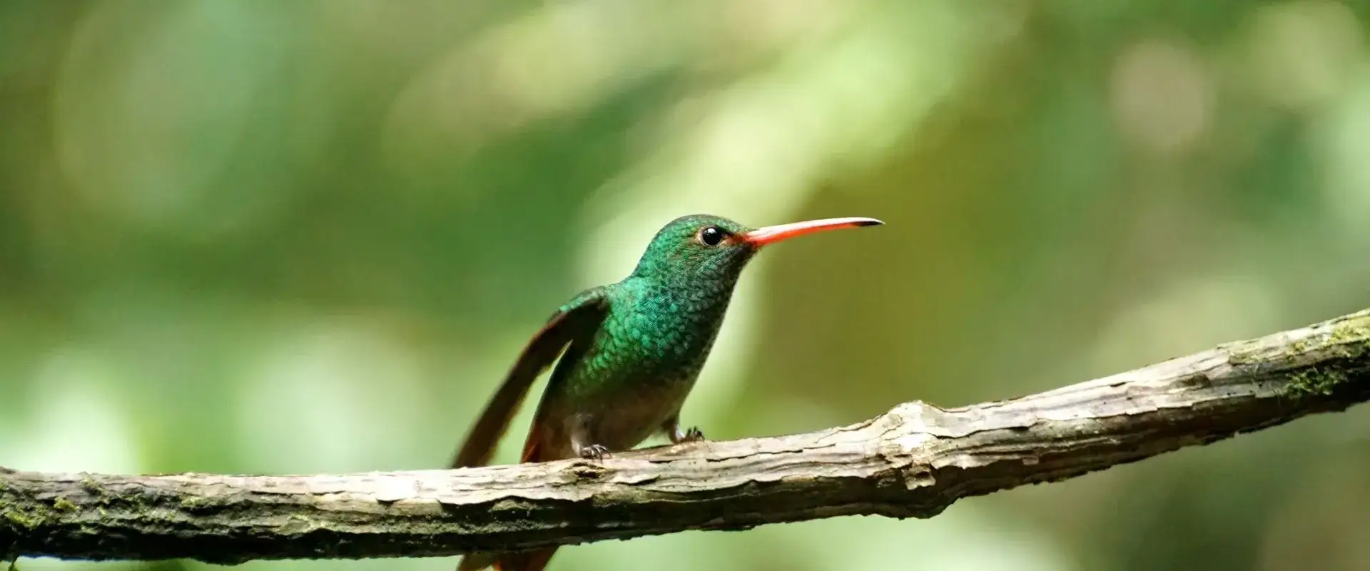 Mindo bird watching