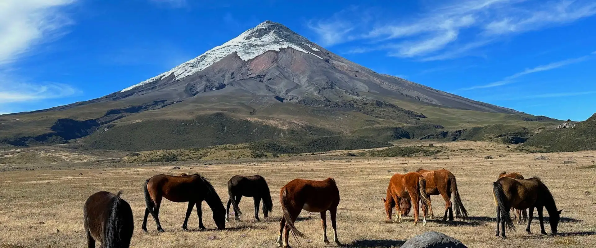 Caballos pastando en el páramo bajo el volcán Cotopaxi