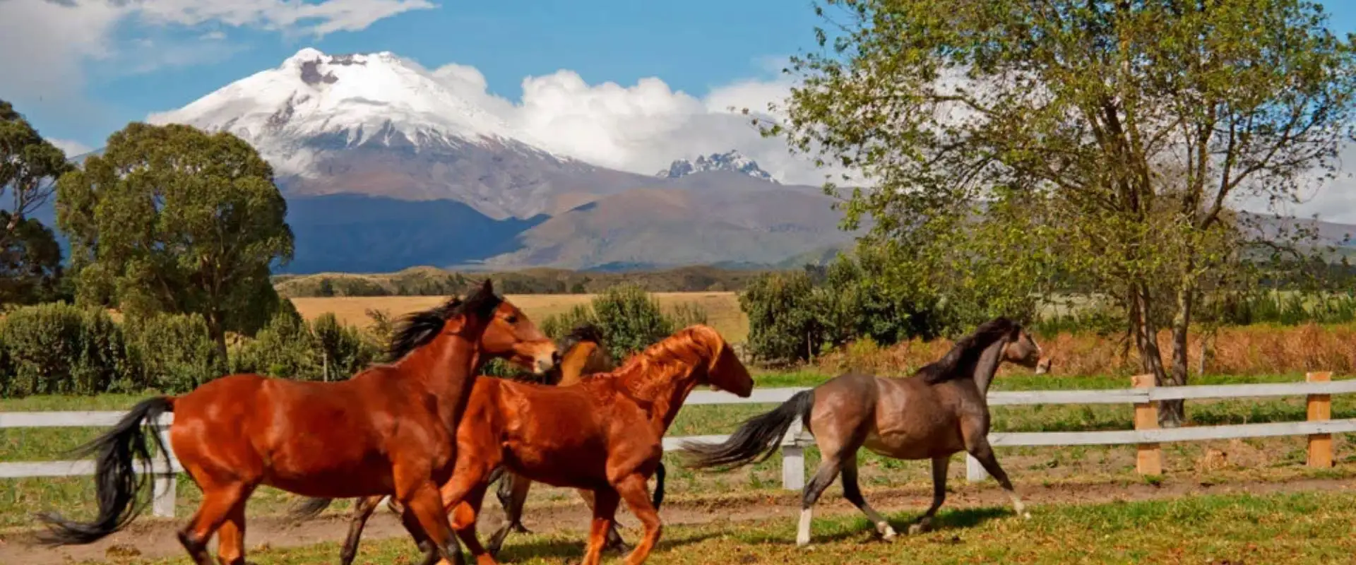 Horseback riding