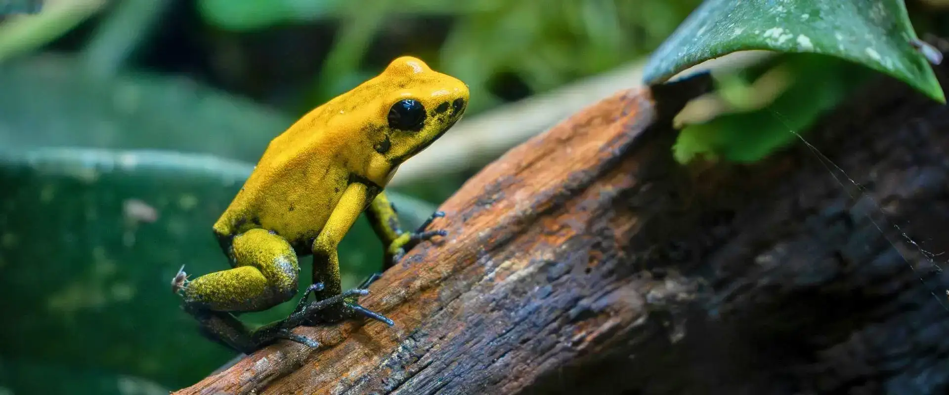 Ecuador amazon animals