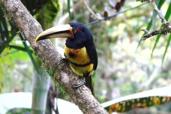 Bird Watching