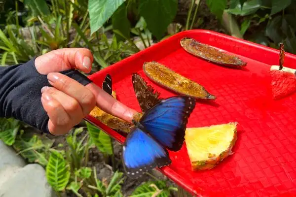 Mindo Butterfly Garden