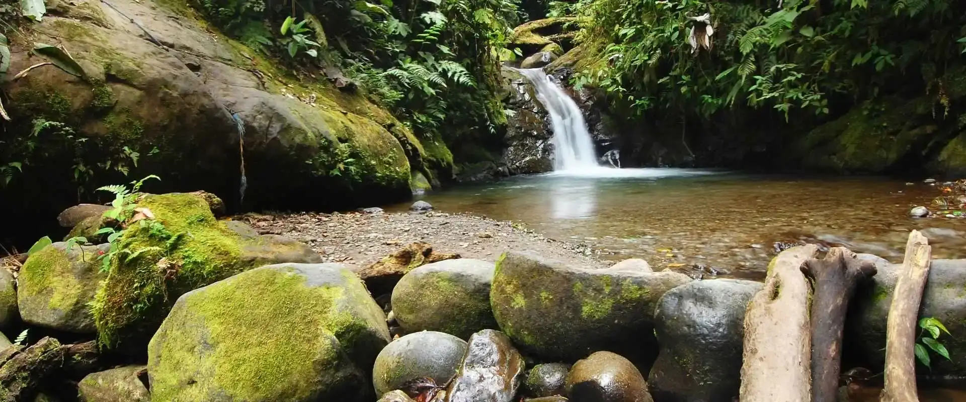 Mindo Cloud Forest Ecuador lush green canopy with waterfalls hummingbirds and orchids near Quito