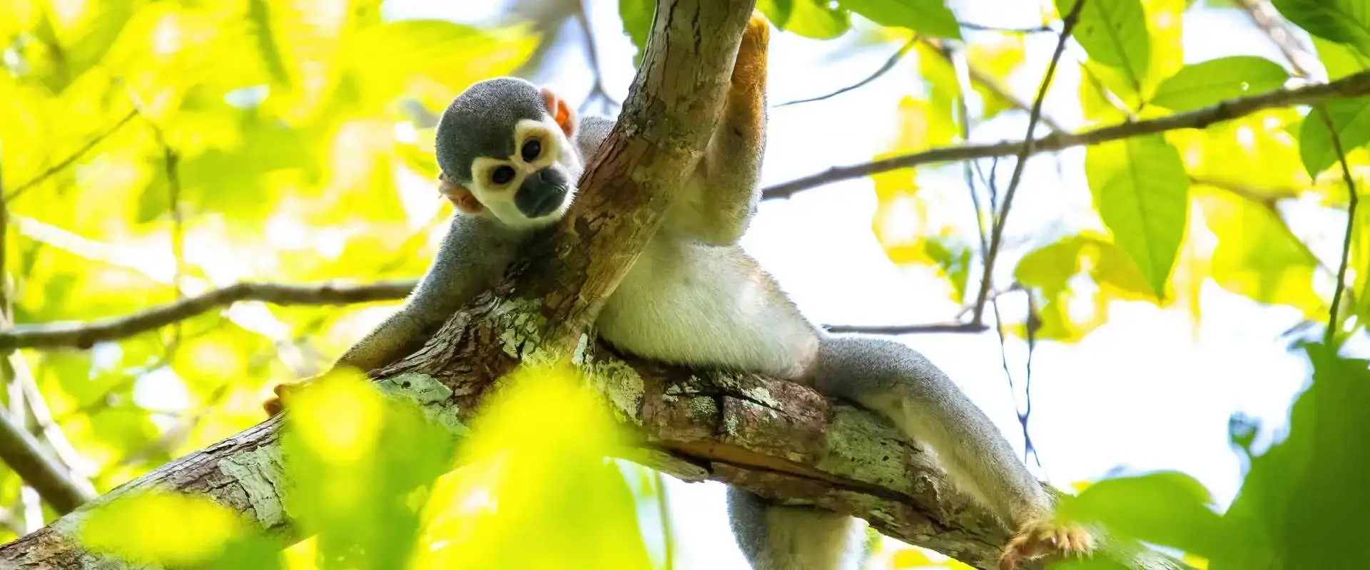 Yasuni national park ecuador