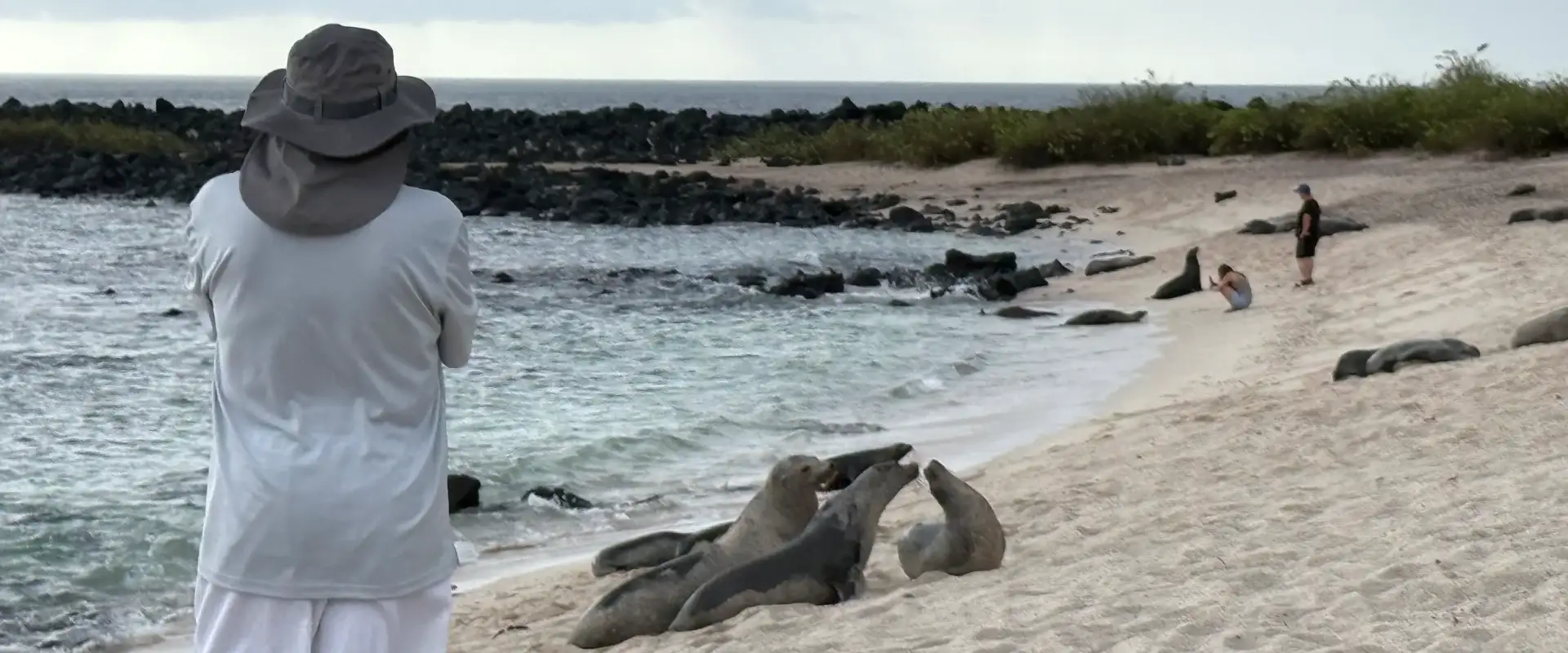 A traveler watching Galapagos sea lions rest on the beach