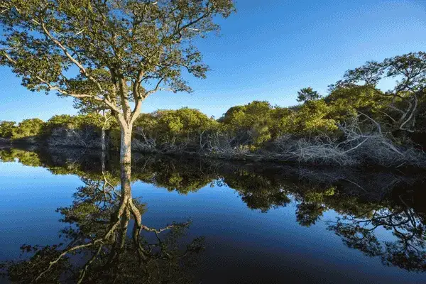 Tree reflected in the still blackwater lagoon of the Cuyabeno Reserve